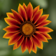 Газанія жорсткувата Kiss™ Golden Flame, 500 шт, Syngenta