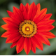 Газанія жорсткувата Kiss™ Red, 500 шт, Syngenta