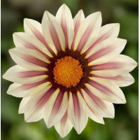 Газанія жорсткувата Kiss™ White Flame, 100 шт, Syngenta