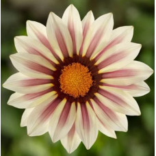 Газанія жорсткувата Kiss™ White Flame, 100 шт, Syngenta