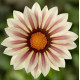 Газанія жорсткувата Kiss™ White Flame, 500 шт, Syngenta