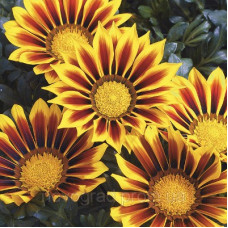 Газанія Kiss™ Yellow Flame, 100 шт, Syngenta