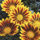 Газанія Kiss™ Yellow Flame, 1000 шт, Syngenta