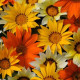 Гацания NEW DAY® MIX SUNNY SIDE UP
