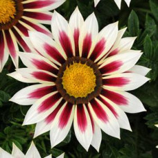 Газанія NEW DAY® ROSE STRIPE, 100 шт, PanAmerican