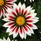 Газанія NEW DAY® ROSE STRIPE, 500 шт, PanAmerican