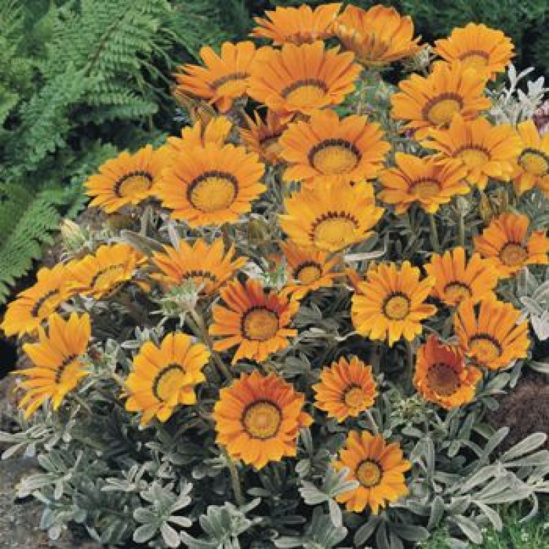 Газанія жорсткувата Talent® : Orange, 1000 шт, Benary