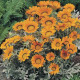 Газанія жорсткувата Talent® : Orange, 1000 шт, Benary