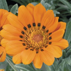 Газанія жорсткувата Talent® : Orange, 100 шт, Benary