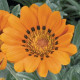 Газанія жорсткувата Talent® : Orange, 1000 шт, Benary