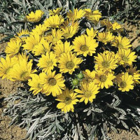 Газанія жорсткувата Talent® : Yellow, 500 шт, Benary