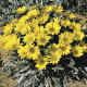 Газанія жорсткувата Talent® : Yellow, 1000 шт, Benary