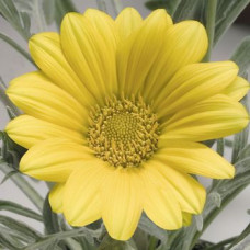 Газанія жорсткувата Talent® : Yellow, 100 шт, Benary