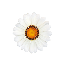Газанія жорсткувата Zany White, 1000 шт, Benary
