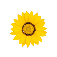Газанія жорсткувата Zany Yellow, 100 шт, Benary