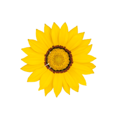 Газанія жорсткувата Zany Yellow, 25 шт, Benary