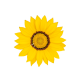 Газанія жорсткувата Zany Yellow, 500 шт, Benary