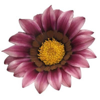 Газанія жорсткувата Zany Pink, 25 шт, Benary