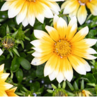 Газанія жорсткувата Zany Sunny-Side Up, 25 шт, Benary
