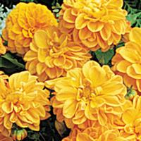 Жоржина гібридна FIGARO ORANGE SHADES, 1000 шт, PanAmerican 