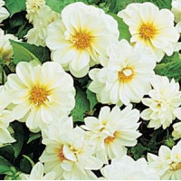 Жоржина гібридна FIGARO WHITE, 500 шт, PanAmerican 