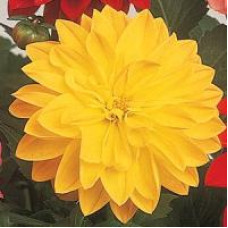 Жоржина гібридна FIGARO YELLOW SHADES, 25 шт, PanAmerican 