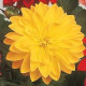 Жоржина гібридна FIGARO YELLOW SHADES, 1000 шт, PanAmerican