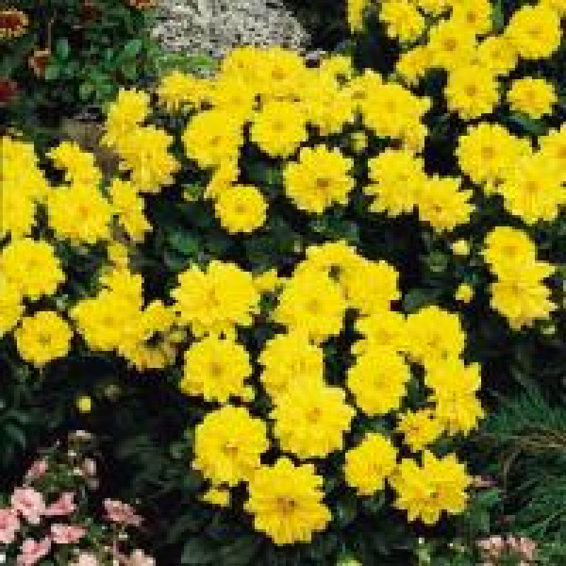 Жоржина гібридна FIGARO YELLOW SHADES, 25 шт, PanAmerican