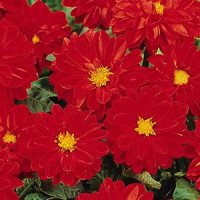 Жоржина гібридна FIGARO RED SHADES, 100 шт, PanAmerican 