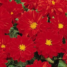 Жоржина гібридна FIGARO RED SHADES, 25 шт, PanAmerican 