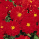 Жоржина гібридна FIGARO RED SHADES, 1000 шт, PanAmerican