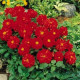 Жоржина гібридна FIGARO RED SHADES, 25 шт, PanAmerican