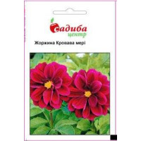 Жоржина Кривава Мері, 0,1 г, Садиба Центр