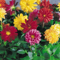 Жоржина мінлива Garden Pride, 50 шт, Benary