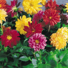 Жоржина мінлива Garden Pride, 10 шт, Benary