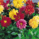 Жоржина мінлива Garden Pride, 50 шт, Benary