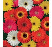 Гербера - Gerbera