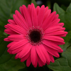 Гербера Дж MEGA REVOLUTION Bright Rose Dark Eye