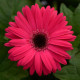 Гербера Дж MEGA REVOLUTION Bright Rose Dark Eye