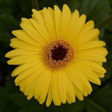 Гербера Дж MEGA REVOLUTION YELLOW DARK EYE, 100 шт, Kieft Seed