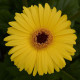 Гербера Дж MEGA REVOLUTION YELLOW DARK EYE, 100 шт, Kieft Seed