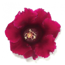 Глоксиния Empress F1 Wine Red