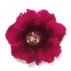 Глоксиния Empress F1 Wine Red