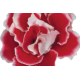 Глоксиния Brocade: Red & White