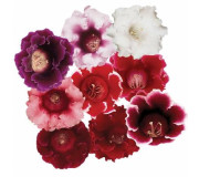 Глоксинія - Gloxinia (Sinningia speciosa)