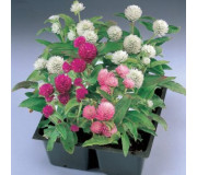 Гомфрена куляста - Gomphrena globosa