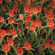 Гомфрена QIS ORANGE, 100 шт, Kieft Seed