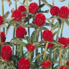 Гомфрена QIS RED, 100 шт, Kieft Seed