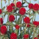 Гомфрена QIS RED, 100 шт, Kieft Seed