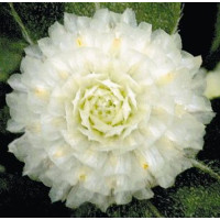 Гомфрена шаровидна Buddy: White, 250 шт, Benary